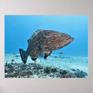 Poster Big Black Grouper