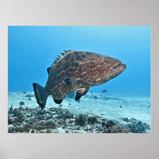 Poster Big Black Grouper (Frente)