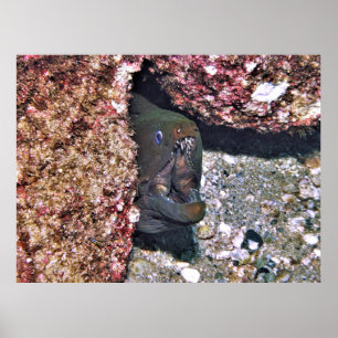 Poster Big Bouth Moray
