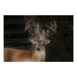 Póster Big Buck Deer
