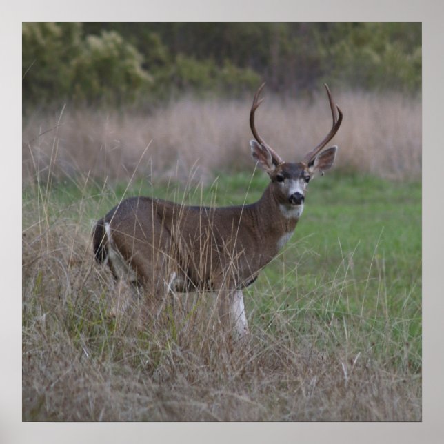 Póster Big Buck Quatro Ponteiros (Frente)