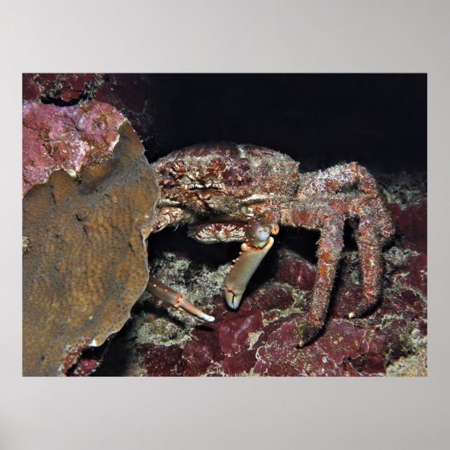 Poster Big Crab (Frente)