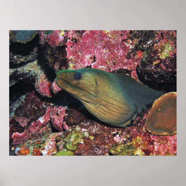 Poster Big Green Moray (Frente)