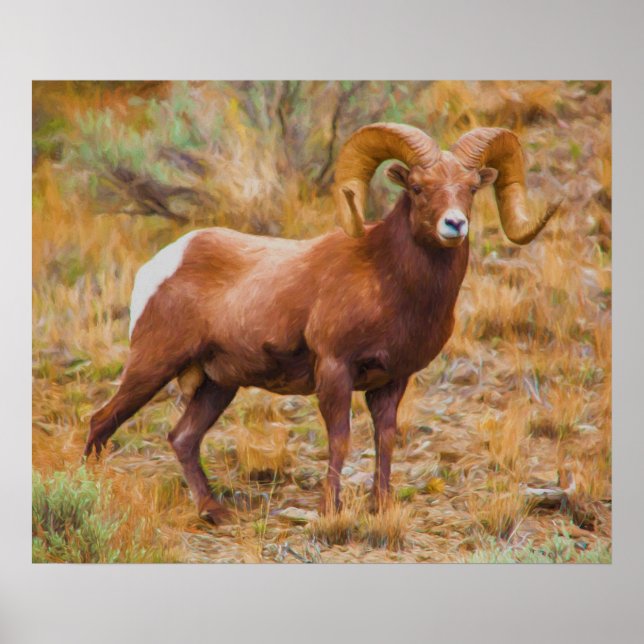 Poster Big Horn Ram (Frente)