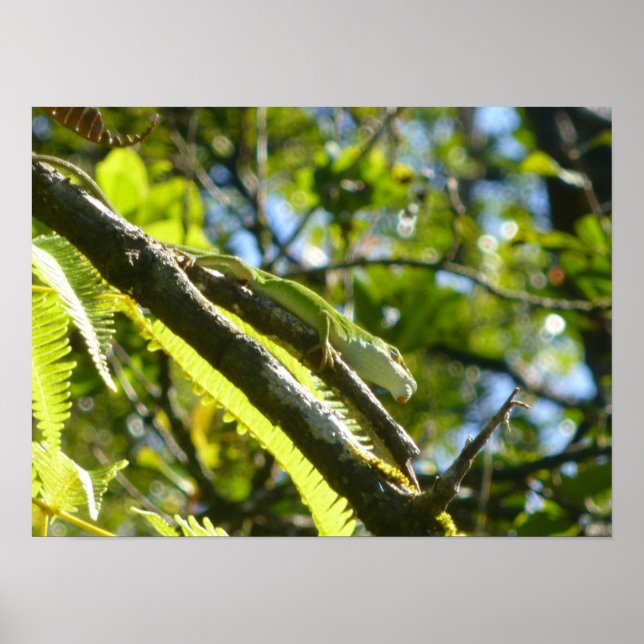 POSTER BIG ISLAND GECKO (Frente)