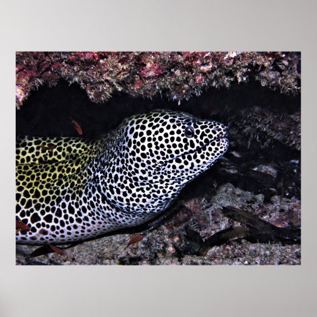 Poster Big Lepard Moray (Frente)