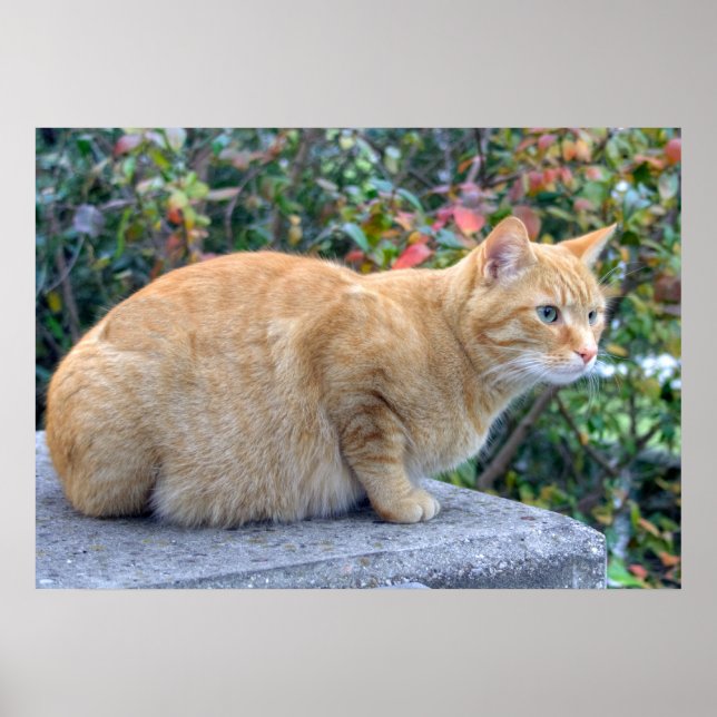 Póster Big Red Tabby (Frente)