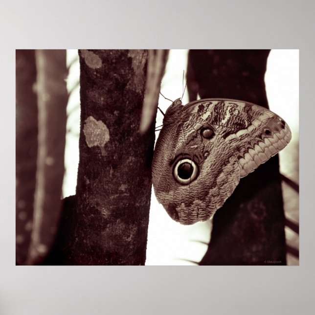 Póster bigbutterflyeye (Frente)