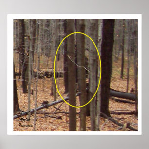 Póster Bigfoot atrás das árvores