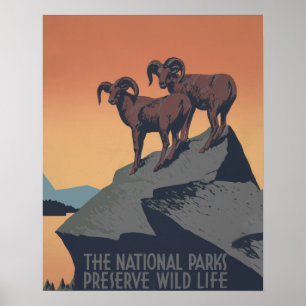 Poster Bighorn Sheep American West Willife