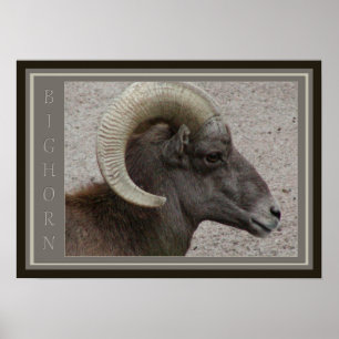 Poster Bighorn Sheep Willife