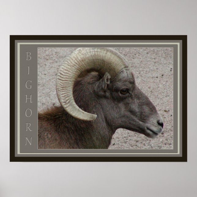 Poster Bighorn Sheep Willife (Frente)