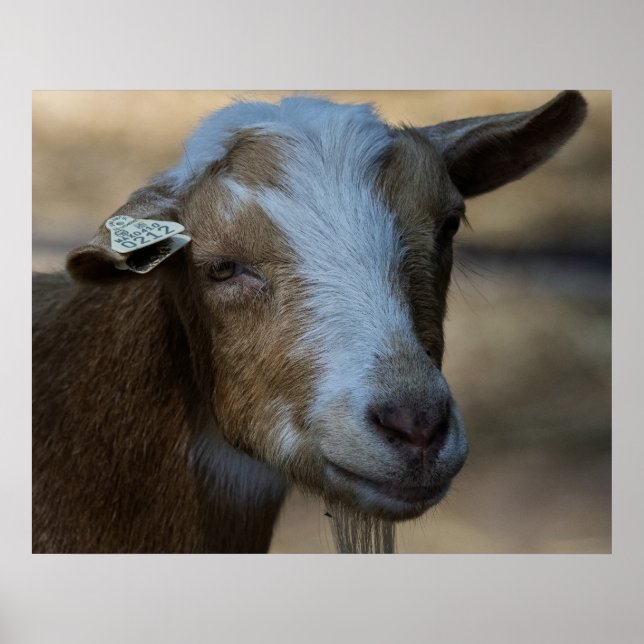 Poster Billy (Frente)