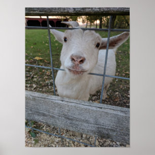 Poster Billy Goat