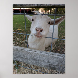 Poster Billy Goat