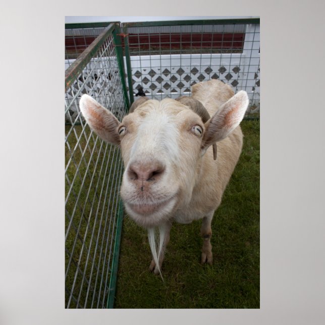 Póster Billy Goat (Frente)