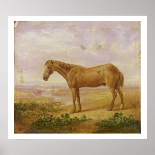 Poster Billy idoso, um cavalo de esboço, envelhecido 62