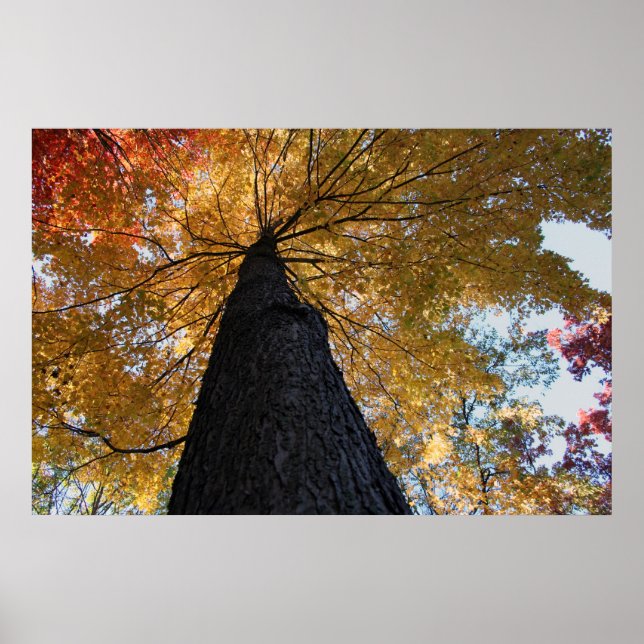 Póster Binghamton outubro de 2008 17 (Frente)