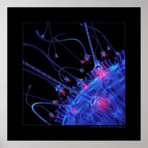 Poster Biologia: atração