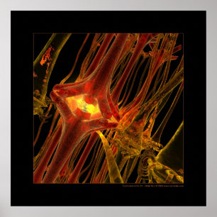 Poster Biologia: comunicação nº 1