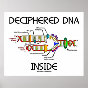 Póster Biologia decifrada de replicação do DNA Dentro