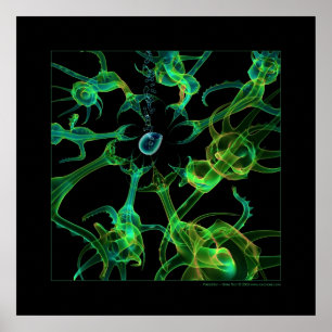 Póster Biologia: predação