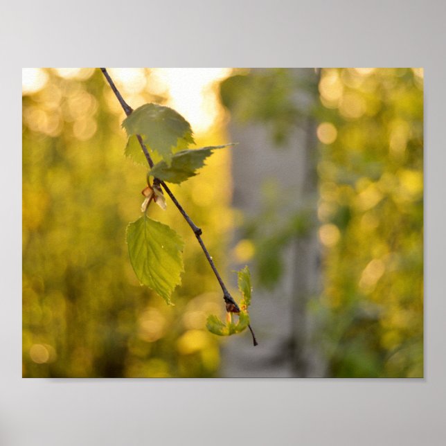Poster Birch (Frente)