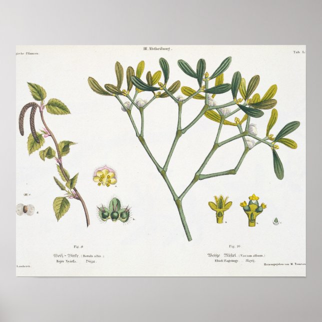 Poster Birch (esquerda) e Mistletoe (direita), fig. 9 e 1 (Frente)