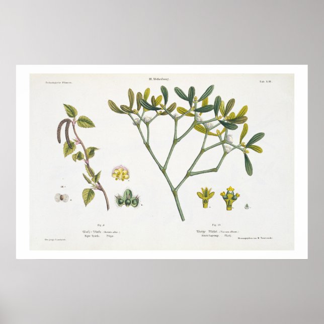Póster Birch (esquerda) e Mistletoe (direita), fig. 9 e 1 (Frente)