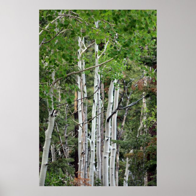 Poster Birch Trees Mount Charleston Nevada (Frente)