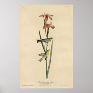 Póster Bird, America, Blue Yellow Backed Warbler, Audubon