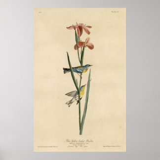 Póster Bird, América, Blue Yellow Backing Warbler, Audubo