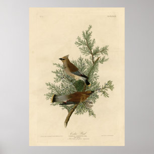 Poster Bird, América, Cedar Bird, Audubon, Vintage