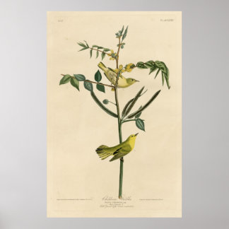 Póster Bird, America, Children Warbler, Audubon, Vintage