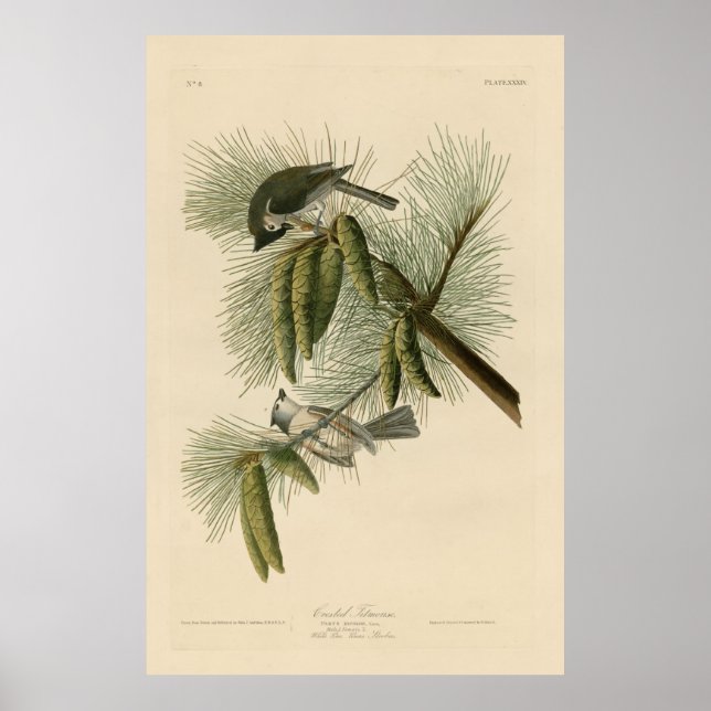 Poster Bird, América, Crested Titmouse, Audubon, Vintage (Frente)