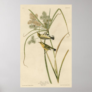 Póster Bird, America, Prairie Warbler, Audubon, Vintage