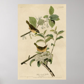 Póster Bird, América, Warbler Amarelo Breast, Audubon
