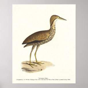 Poster Bird Americana (Botaurus lentiginosus)