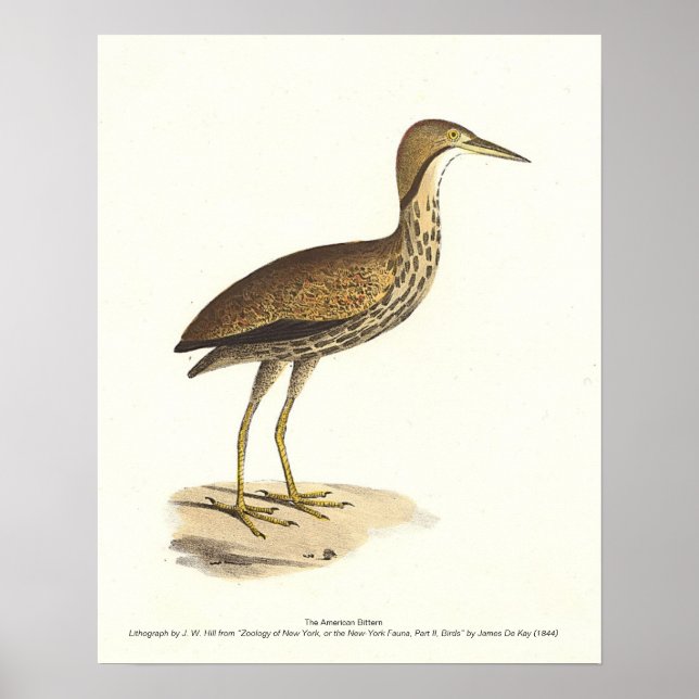 Poster Bird Americana (Botaurus lentiginosus) (Frente)