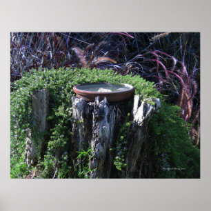Póster Birdbath no coto de árvore