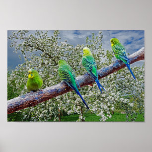 Poster Birds - budgies