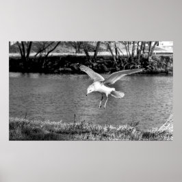 Poster Birds in flight 