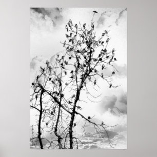 Poster Birds of a Feather