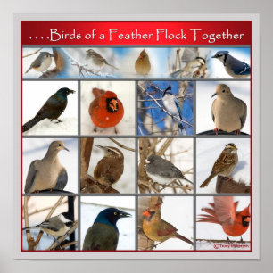 Poster Birds of a Feather (POSTER)