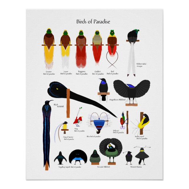 Póster Birds of Paradise chart (Frente)