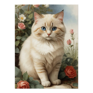 Póster Birman Cat