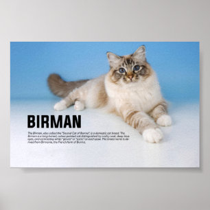 Poster Birman Cat Breed - Sagrado Cat of Burma