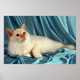 Poster Birman, ponto vermelho