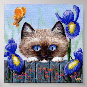 Poster Birmanês Siamese do gato do gatinho de Ragdoll