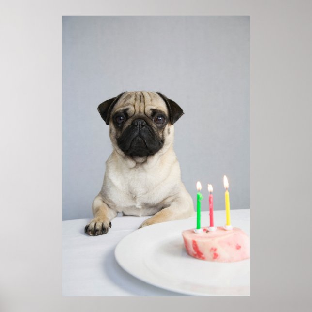 Poster Birthday Pug (Frente)